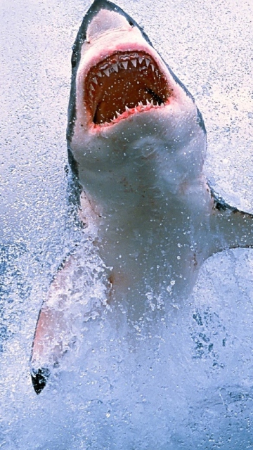 Shark Attack screenshot #1 360x640