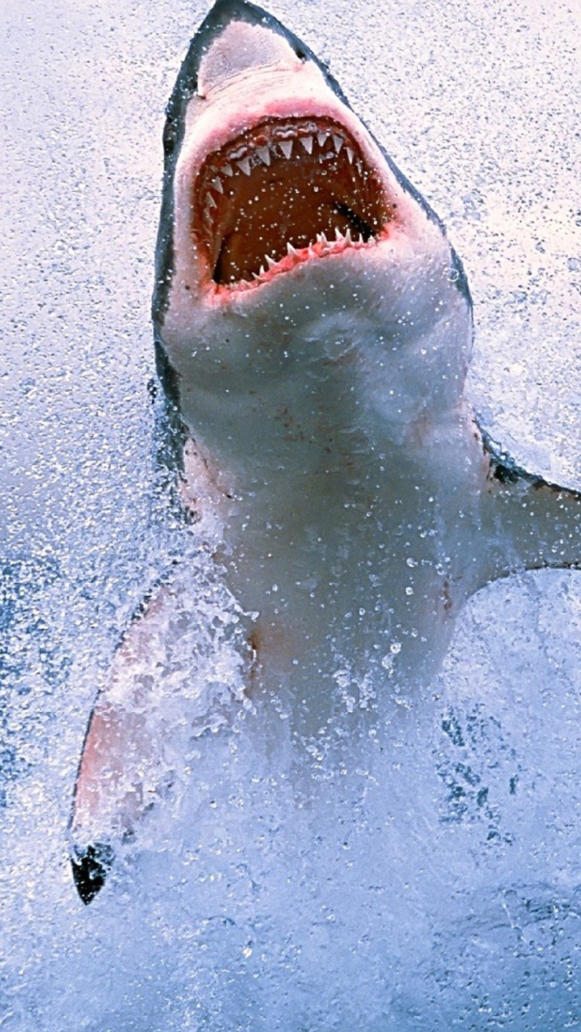 Shark Attack screenshot #1 640x1136