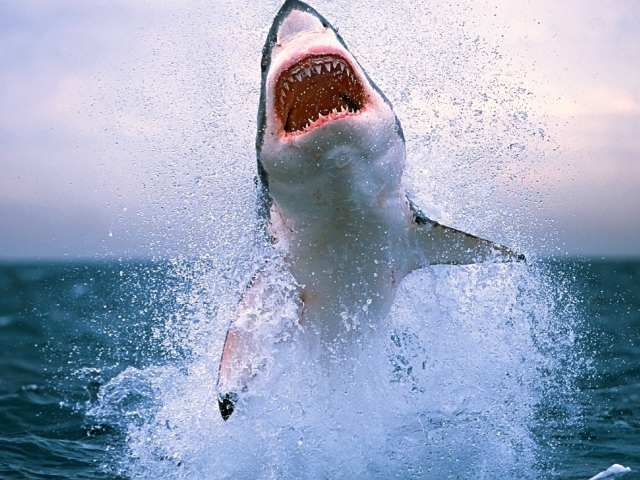 Shark Attack wallpaper 640x480