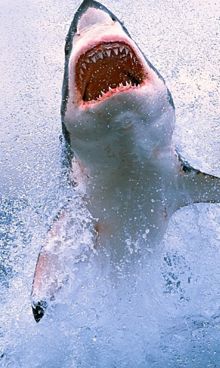 Shark Attack wallpaper 768x1280