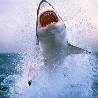 Free Shark Attack Picture for iPad 3