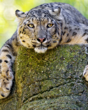 Lynx on the prowl screenshot #1 176x220
