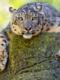 Lynx on the prowl screenshot #1 240x320