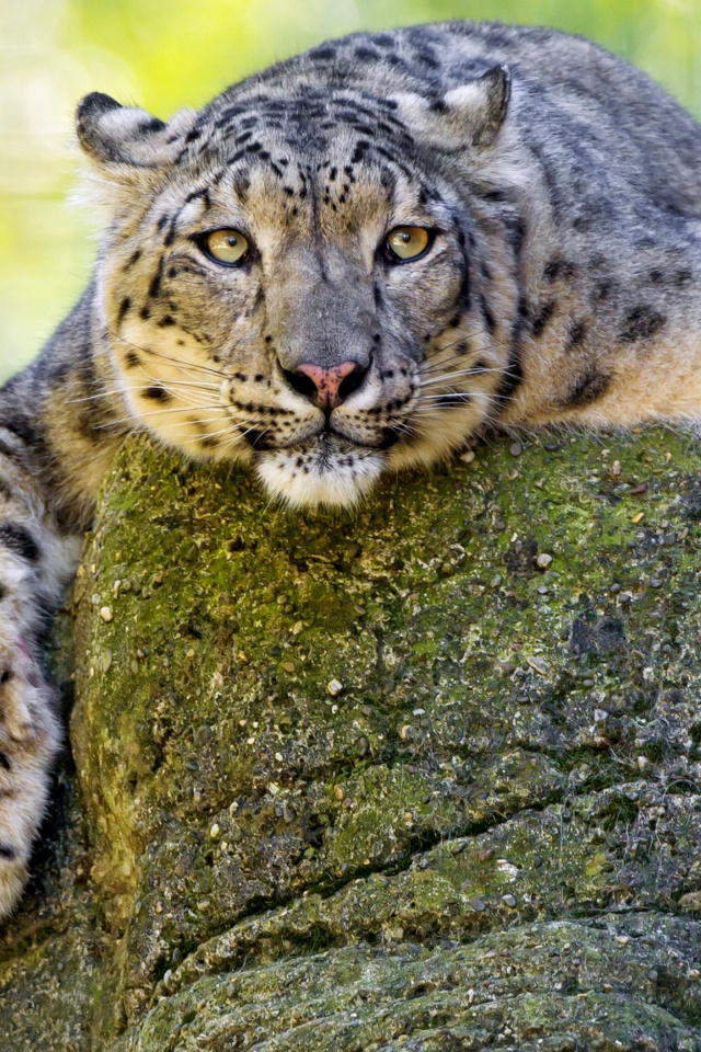 Lynx on the prowl screenshot #1 640x960