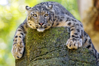 Lynx on the prowl papel de parede para celular 