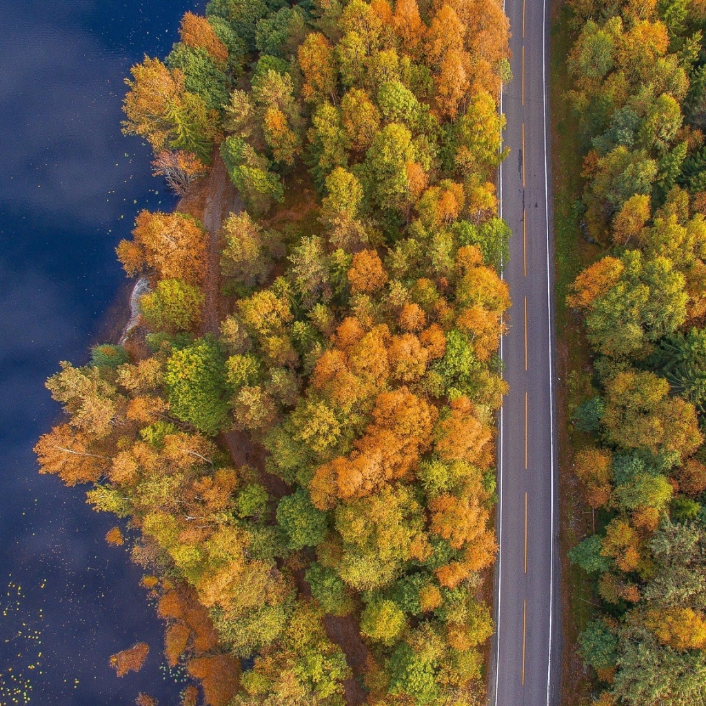 Drone photo of autumn forest wallpaper 1024x1024