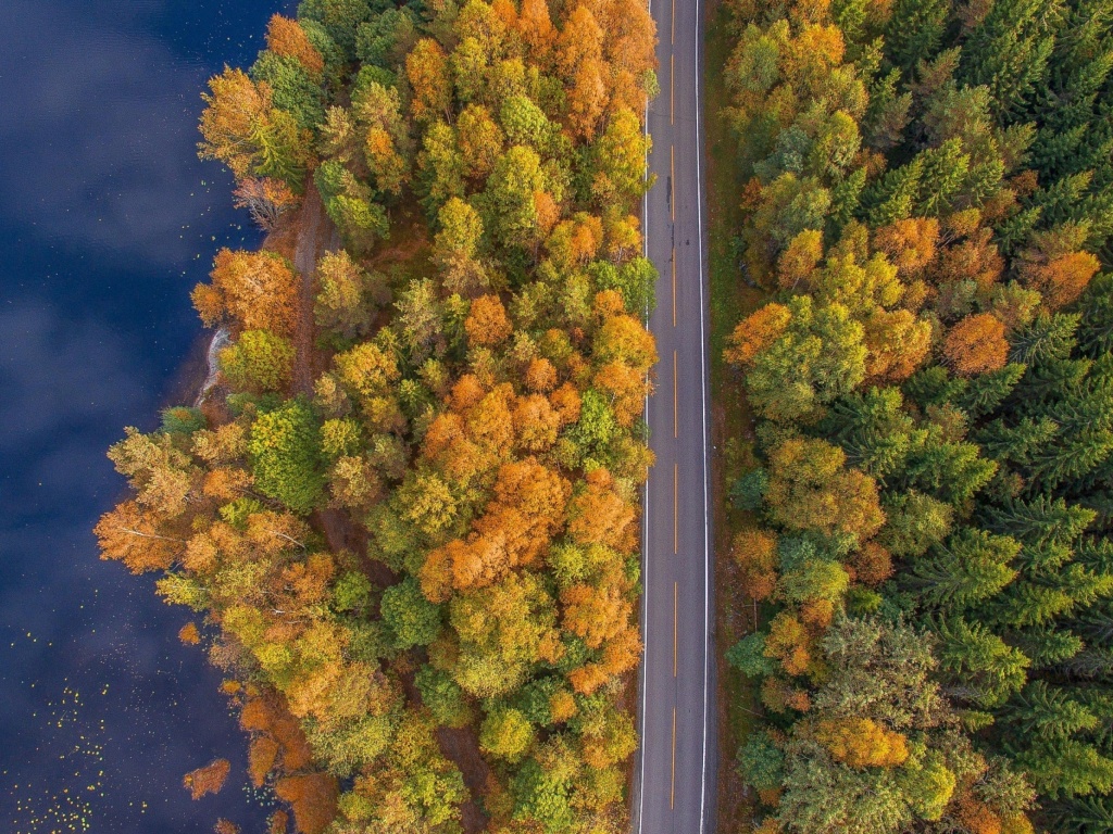 Обои Drone photo of autumn forest 1024x768
