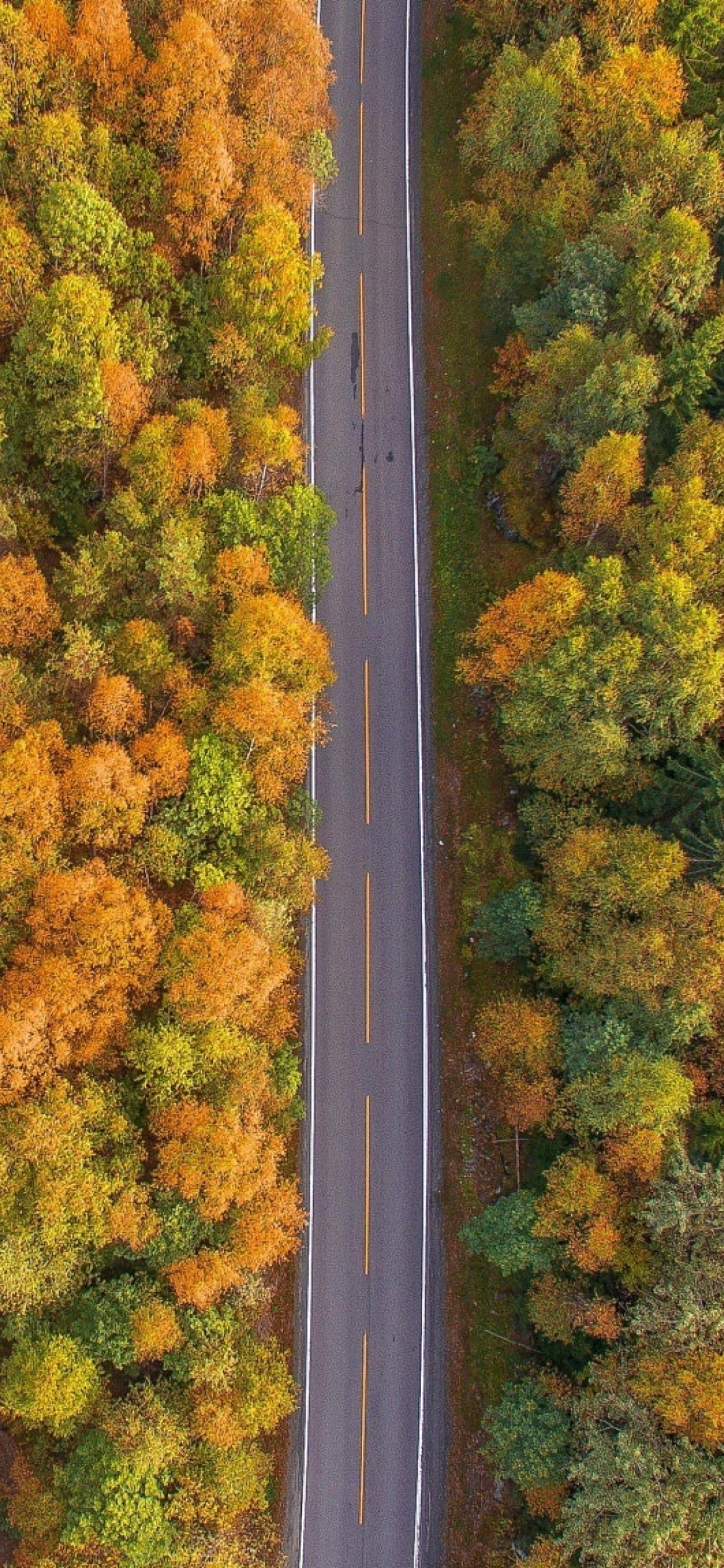 Screenshot №1 pro téma Drone photo of autumn forest 1170x2532