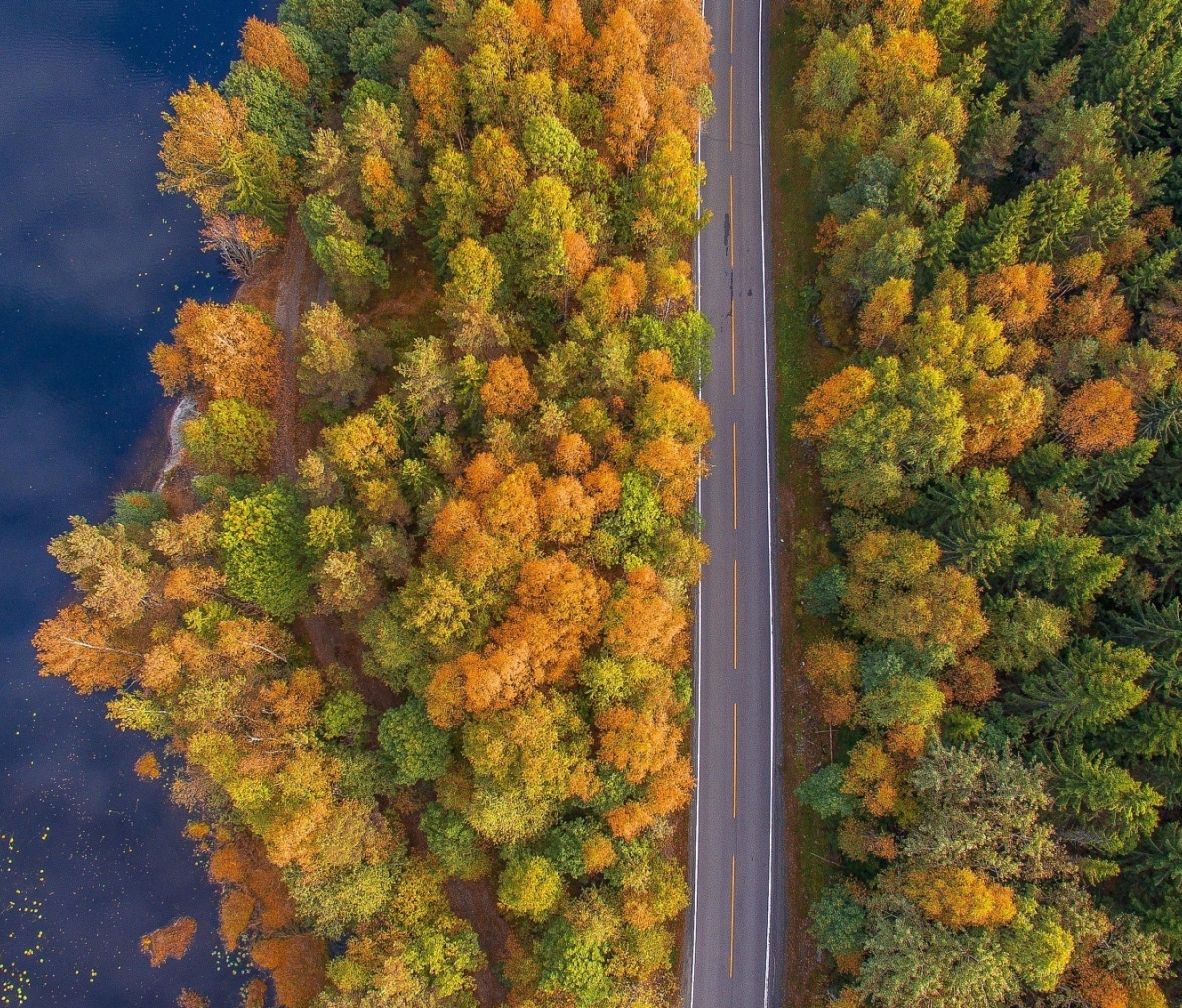 Drone photo of autumn forest wallpaper 1200x1024