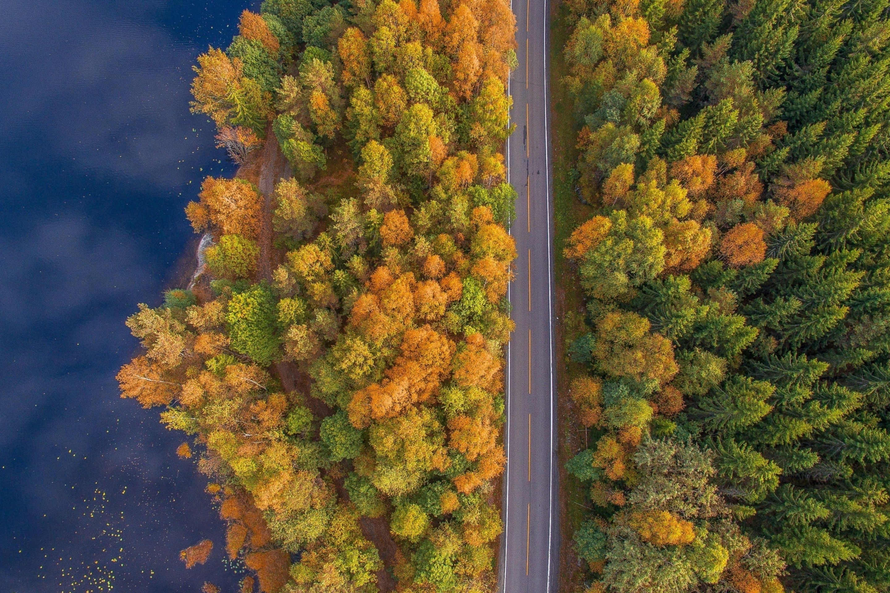 Drone photo of autumn forest wallpaper 2880x1920