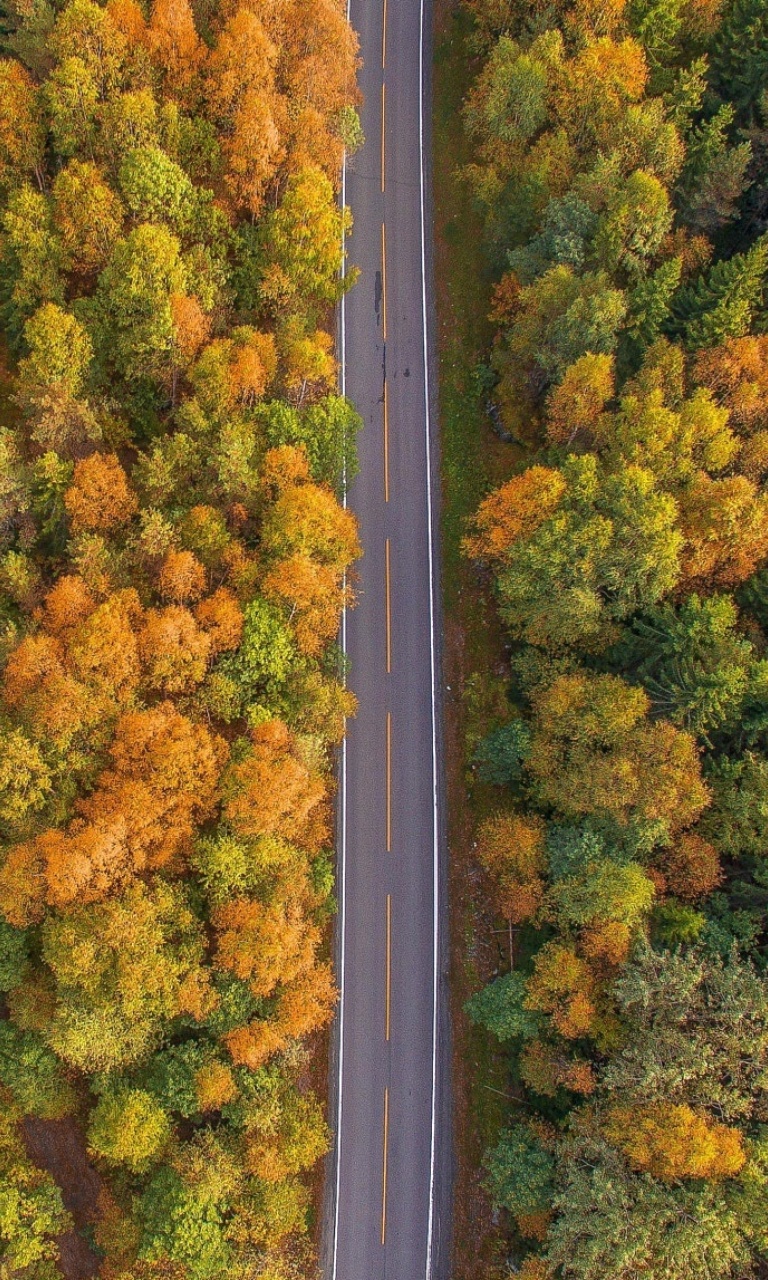 Drone photo of autumn forest wallpaper 768x1280