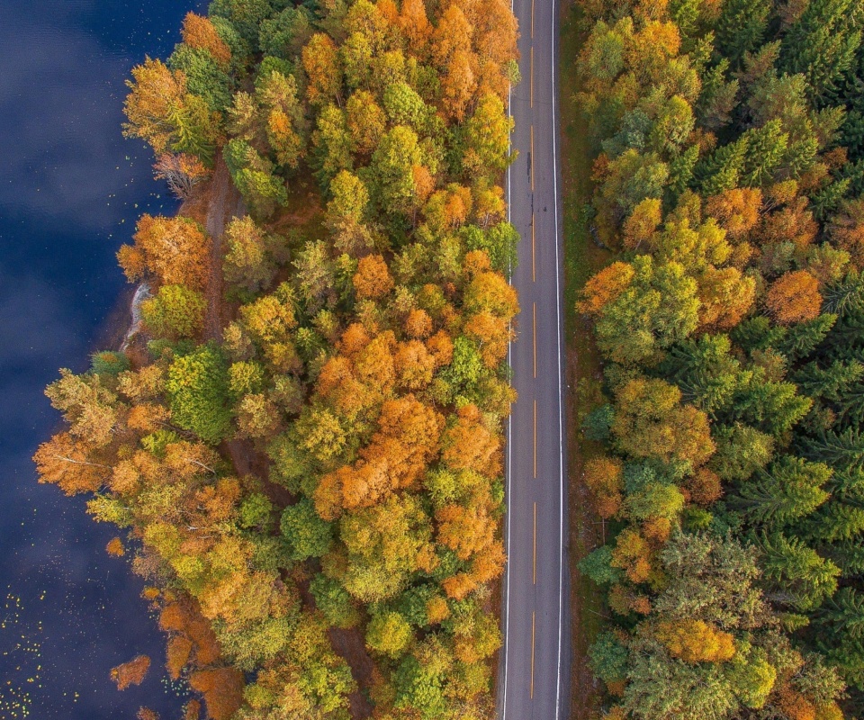 Drone photo of autumn forest wallpaper 960x800