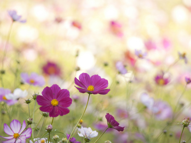 Das Field Flowers Wallpaper 640x480