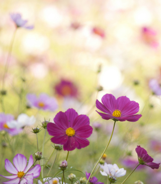 Field Flowers - Fondos de pantalla gratis para iPhone 4S