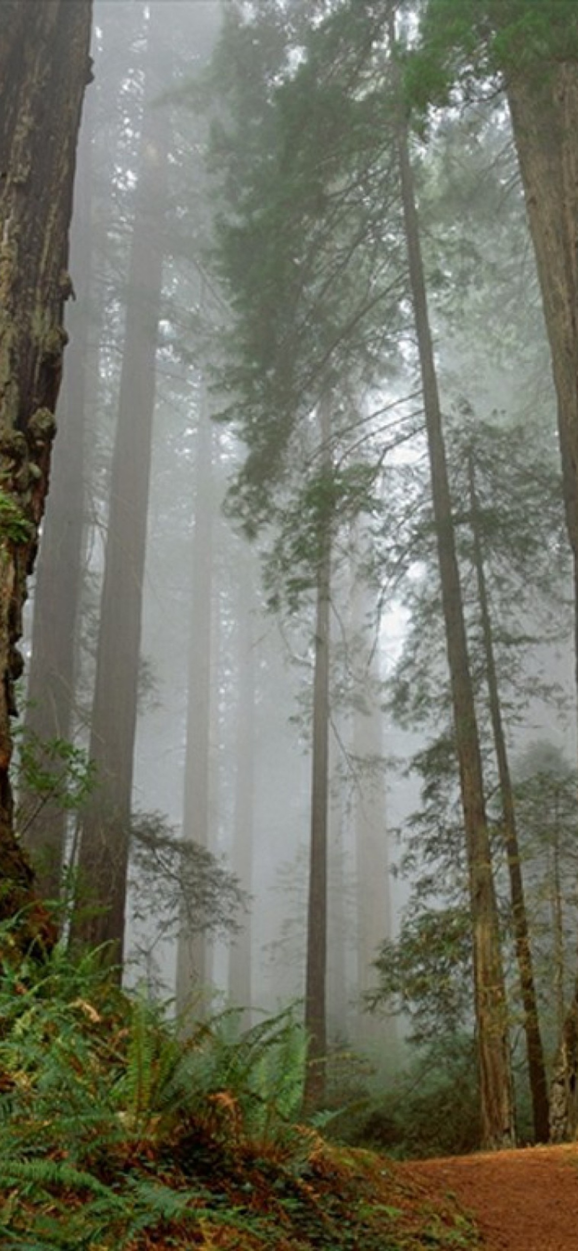 Das Fog Forest Wallpaper 1170x2532