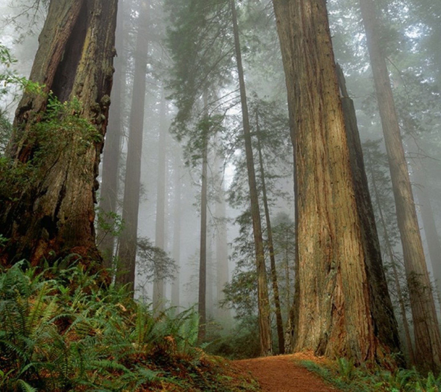 Sfondi Fog Forest 1440x1280