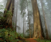 Sfondi Fog Forest 176x144