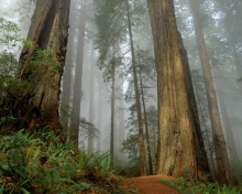 Fondo de pantalla Fog Forest 220x176