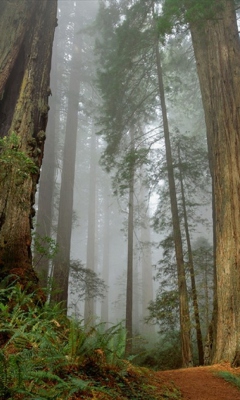 Sfondi Fog Forest 240x400
