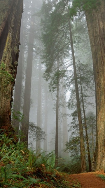 Sfondi Fog Forest 360x640