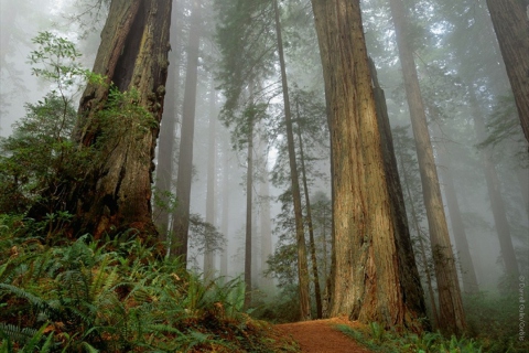 Fog Forest screenshot #1 480x320