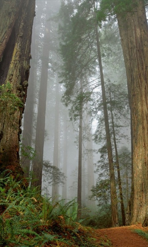 Fog Forest screenshot #1 480x800