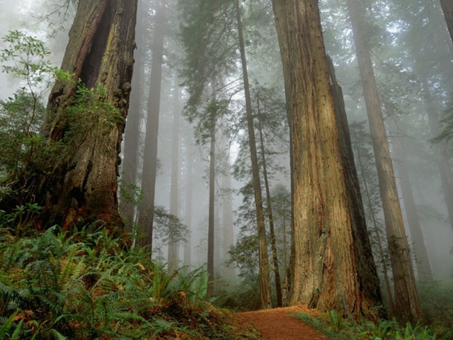 Sfondi Fog Forest 640x480