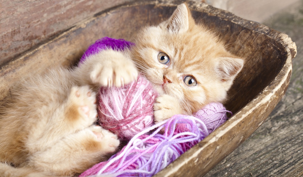 Cute Kitten Playing With A Ball Of Yarn wallpaper 1024x600
