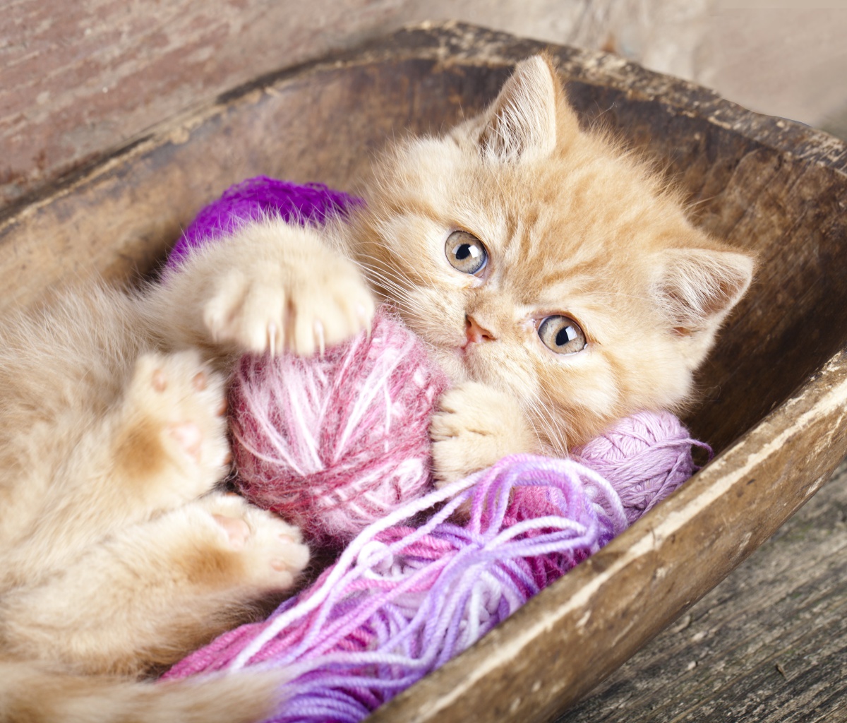 Cute Kitten Playing With A Ball Of Yarn wallpaper 1200x1024