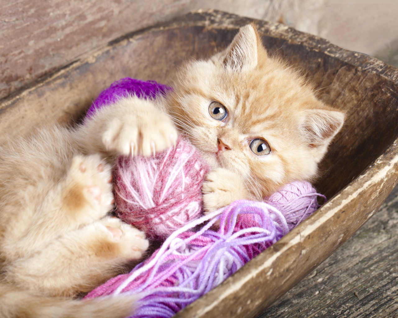 Cute Kitten Playing With A Ball Of Yarn wallpaper 1280x1024