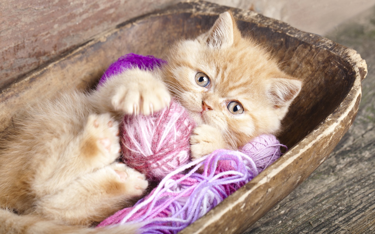 Обои Cute Kitten Playing With A Ball Of Yarn 1280x800