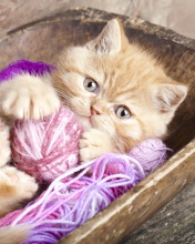 Обои Cute Kitten Playing With A Ball Of Yarn 176x220