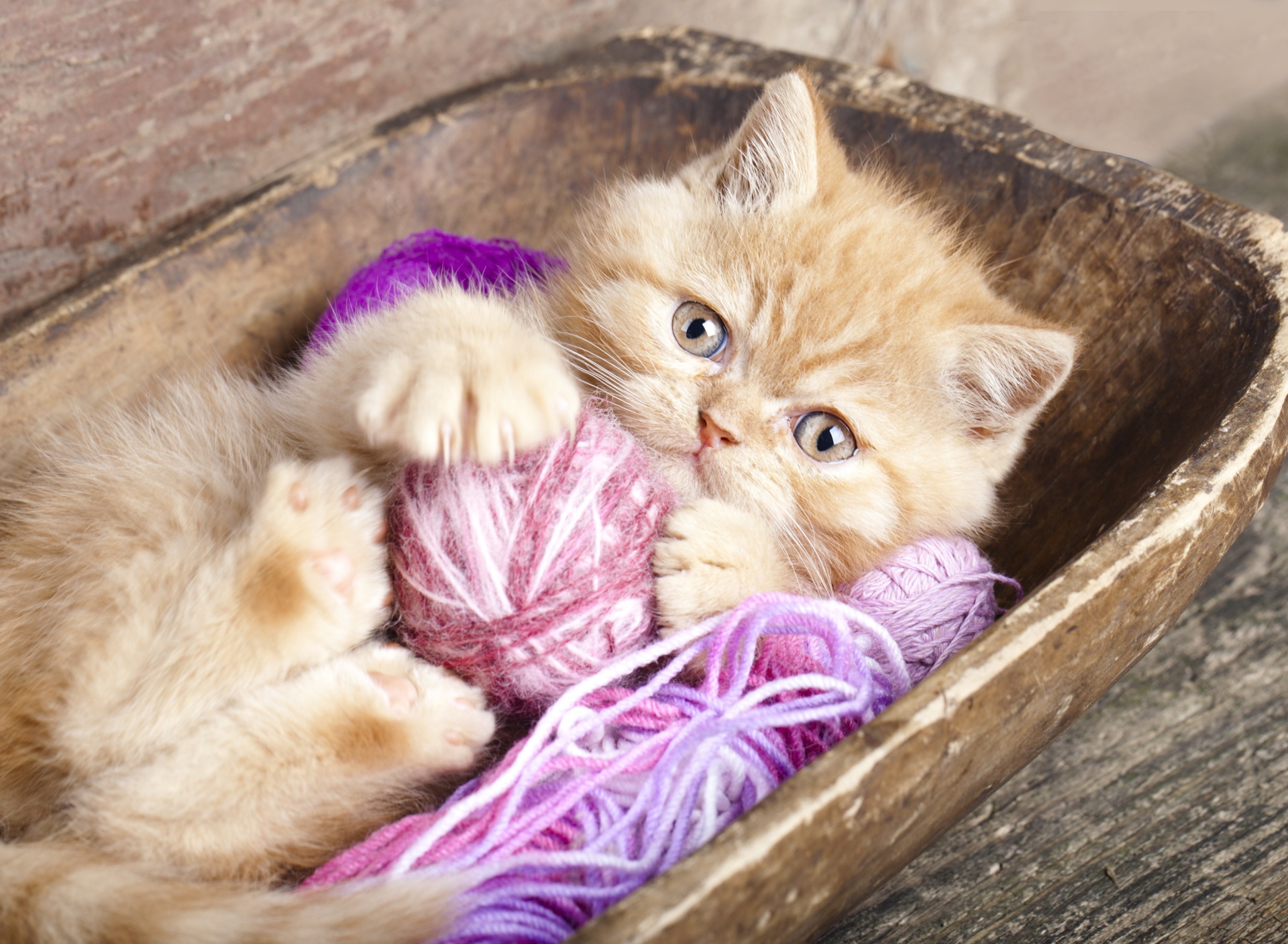 Обои Cute Kitten Playing With A Ball Of Yarn 1920x1408