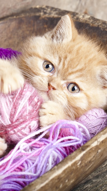 Обои Cute Kitten Playing With A Ball Of Yarn 360x640