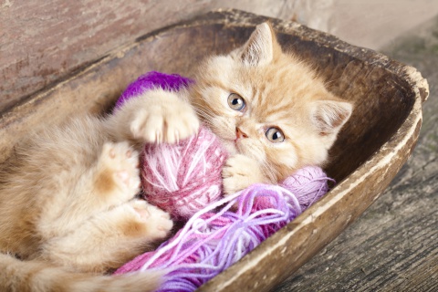 Cute Kitten Playing With A Ball Of Yarn wallpaper 480x320