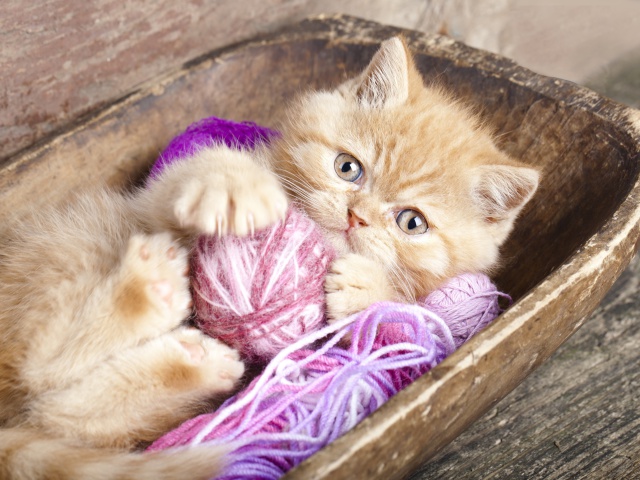 Cute Kitten Playing With A Ball Of Yarn wallpaper 640x480