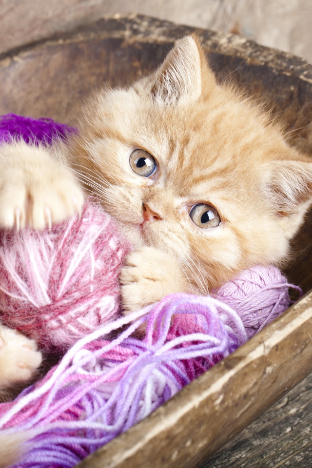 Sfondi Cute Kitten Playing With A Ball Of Yarn 640x960