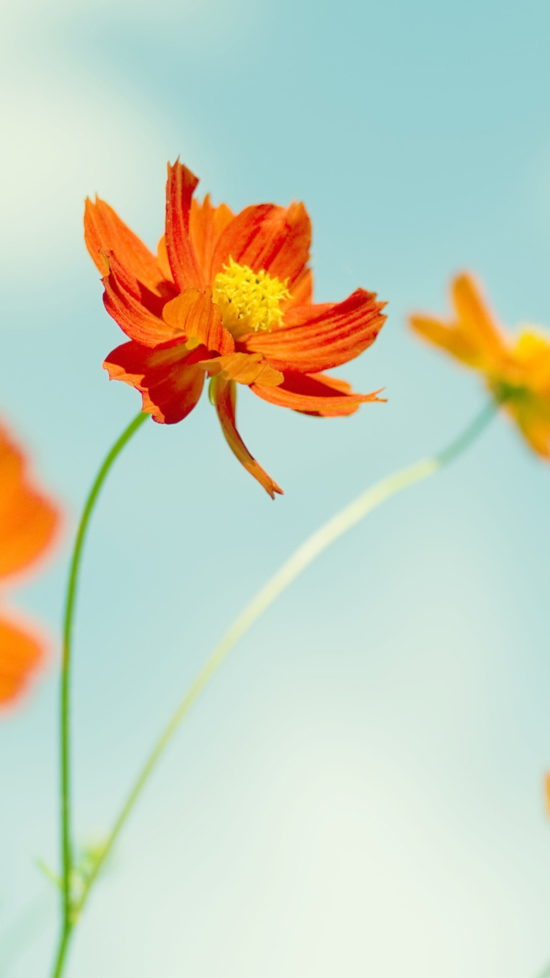 Sfondi Orange Summer Flowers 1080x1920