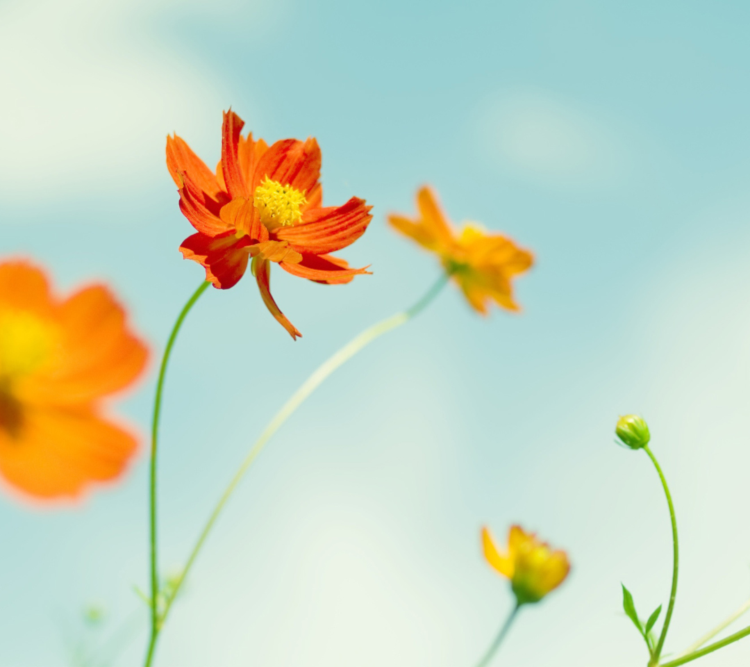 Das Orange Summer Flowers Wallpaper 1080x960