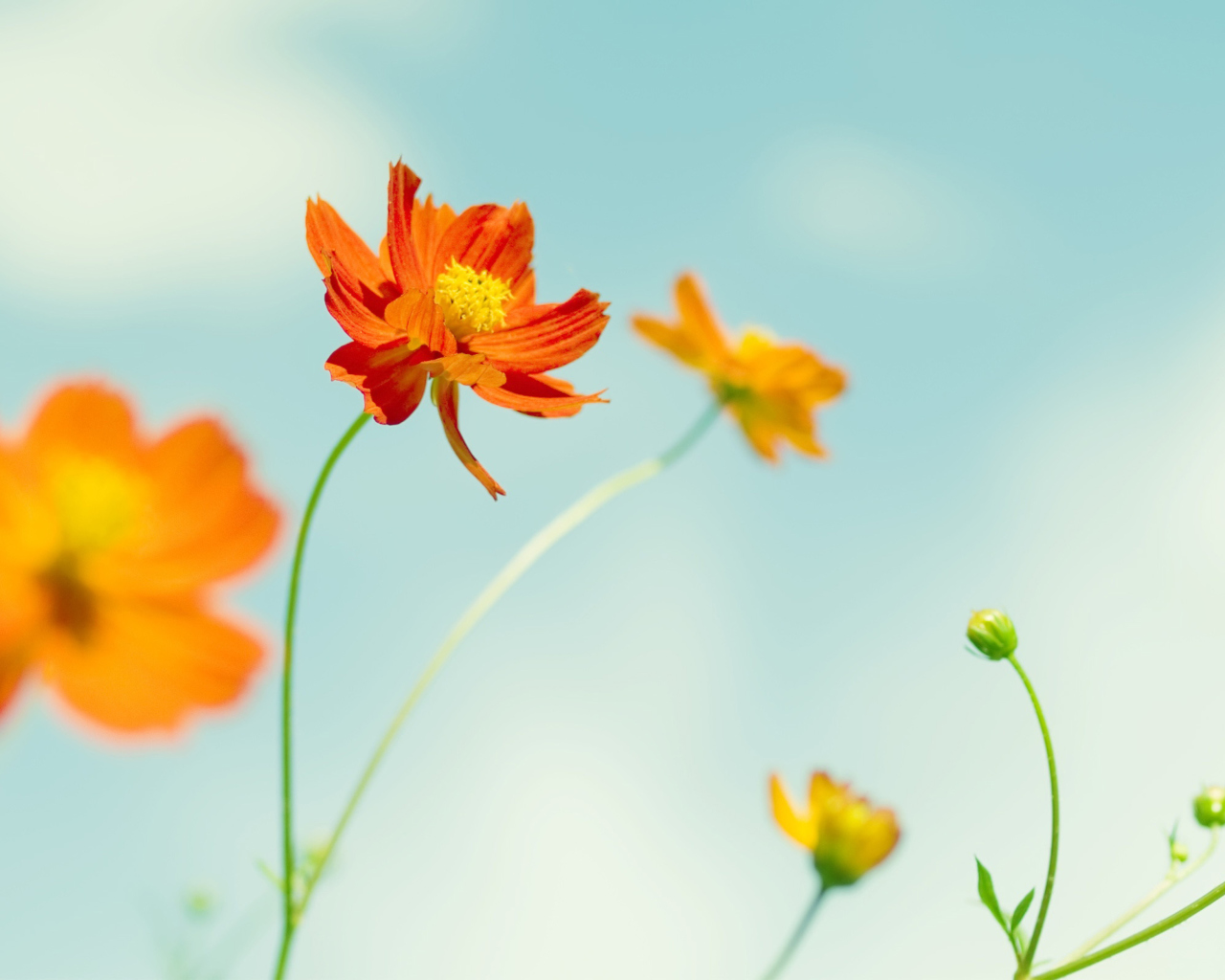 Fondo de pantalla Orange Summer Flowers 1280x1024