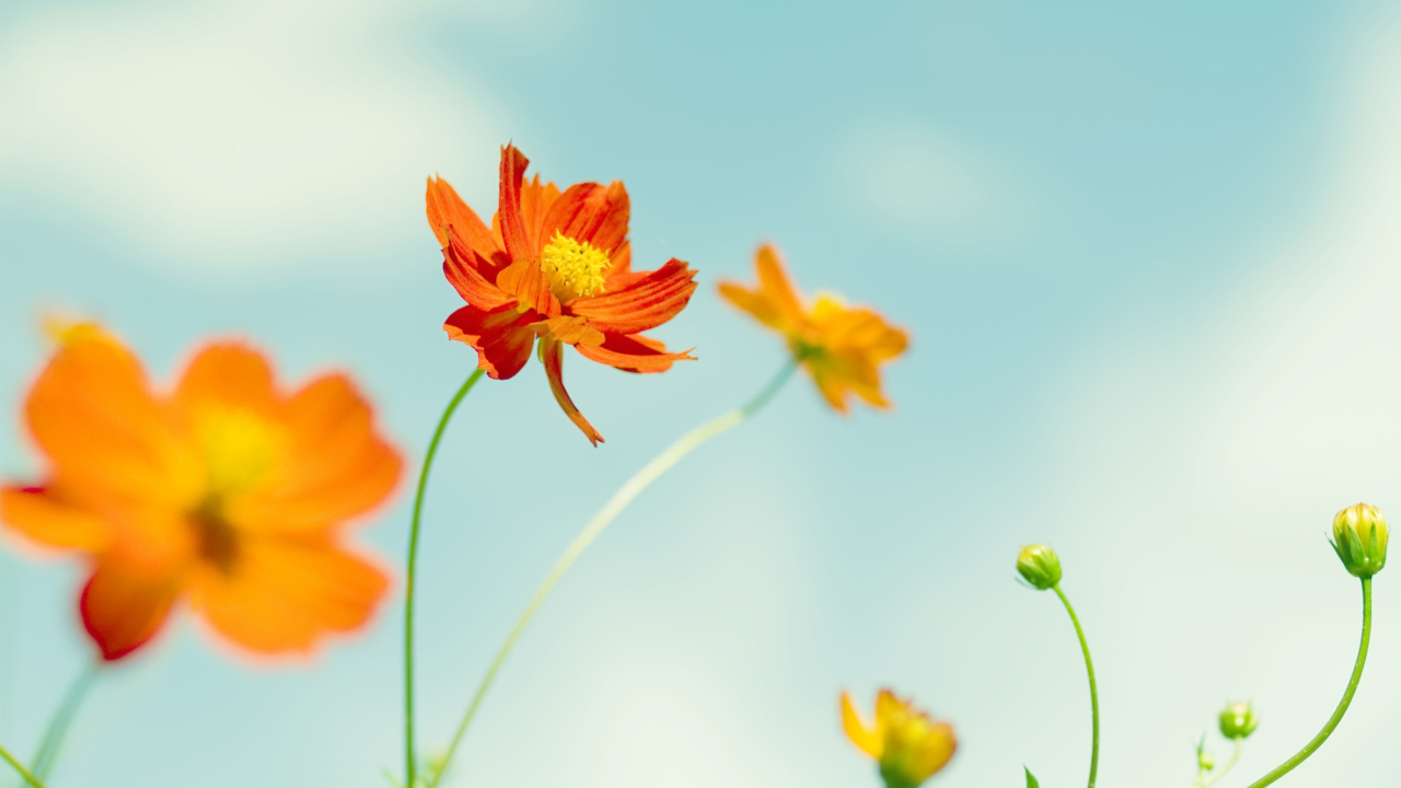 Orange Summer Flowers wallpaper 1280x720