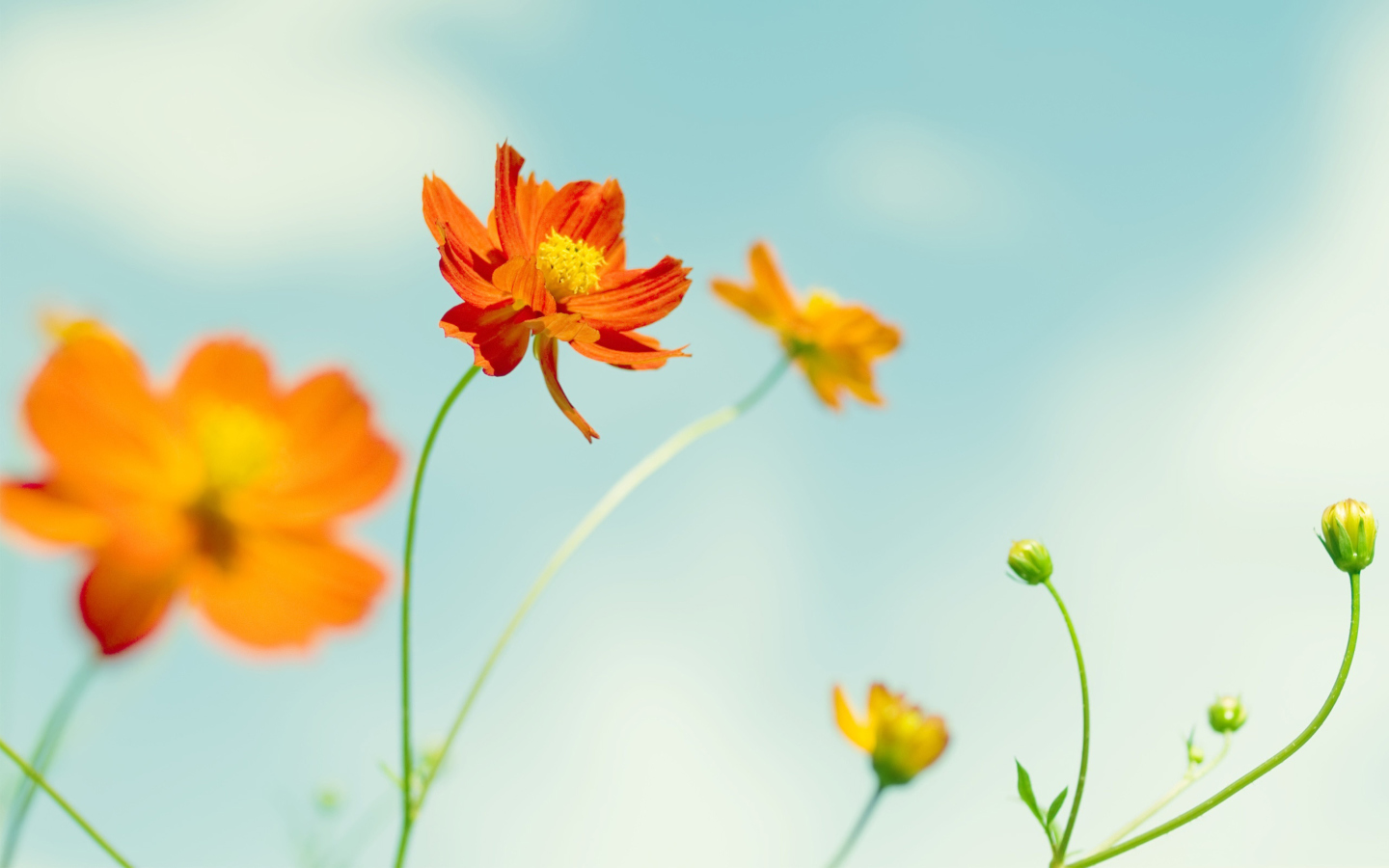 Screenshot №1 pro téma Orange Summer Flowers 1440x900