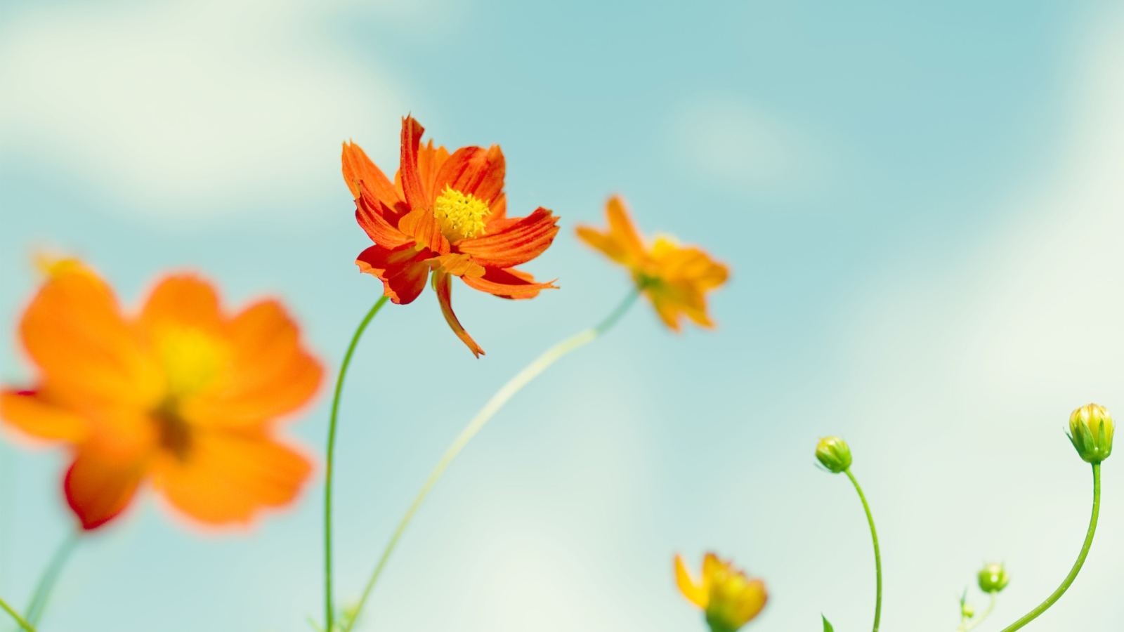 Обои Orange Summer Flowers 1600x900