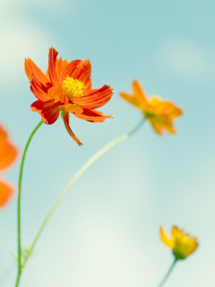 Orange Summer Flowers screenshot #1 240x320