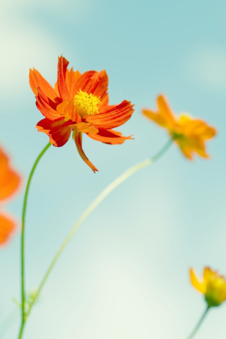 Fondo de pantalla Orange Summer Flowers 320x480