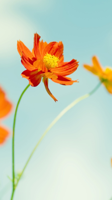 Sfondi Orange Summer Flowers 360x640