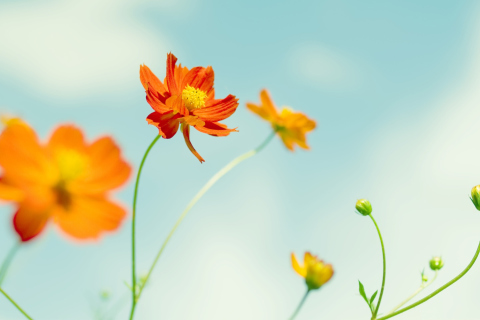 Orange Summer Flowers screenshot #1 480x320