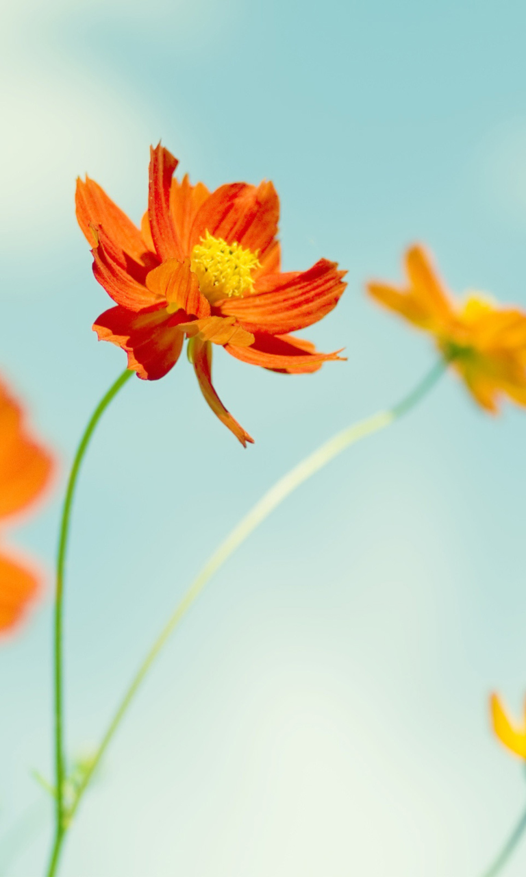 Fondo de pantalla Orange Summer Flowers 768x1280