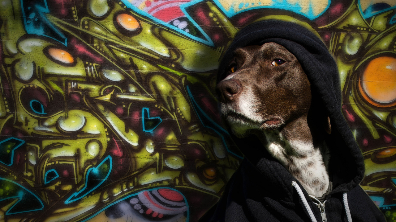 Sfondi Portrait Of Dog On Graffiti Wall 1280x720
