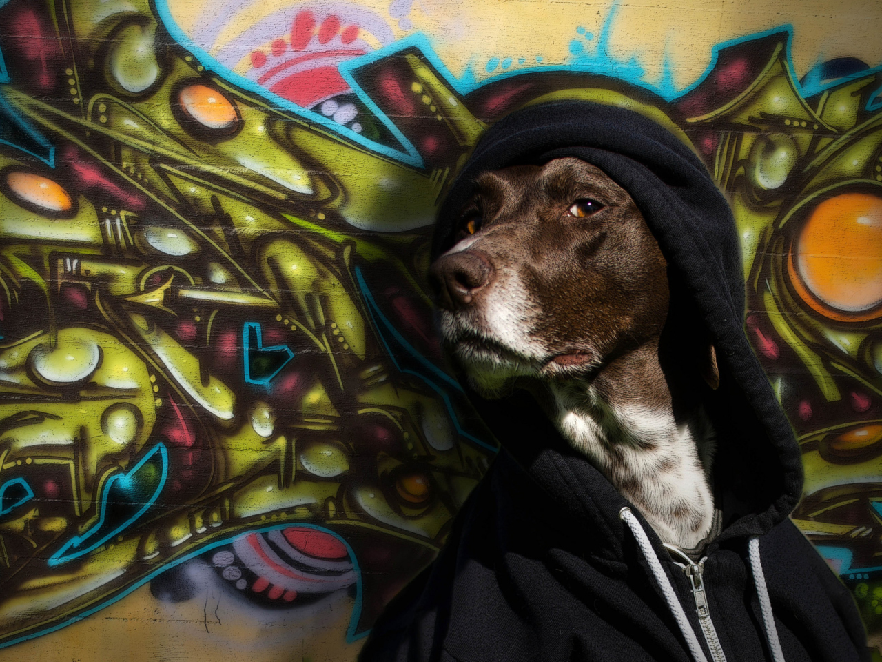 Das Portrait Of Dog On Graffiti Wall Wallpaper 1280x960
